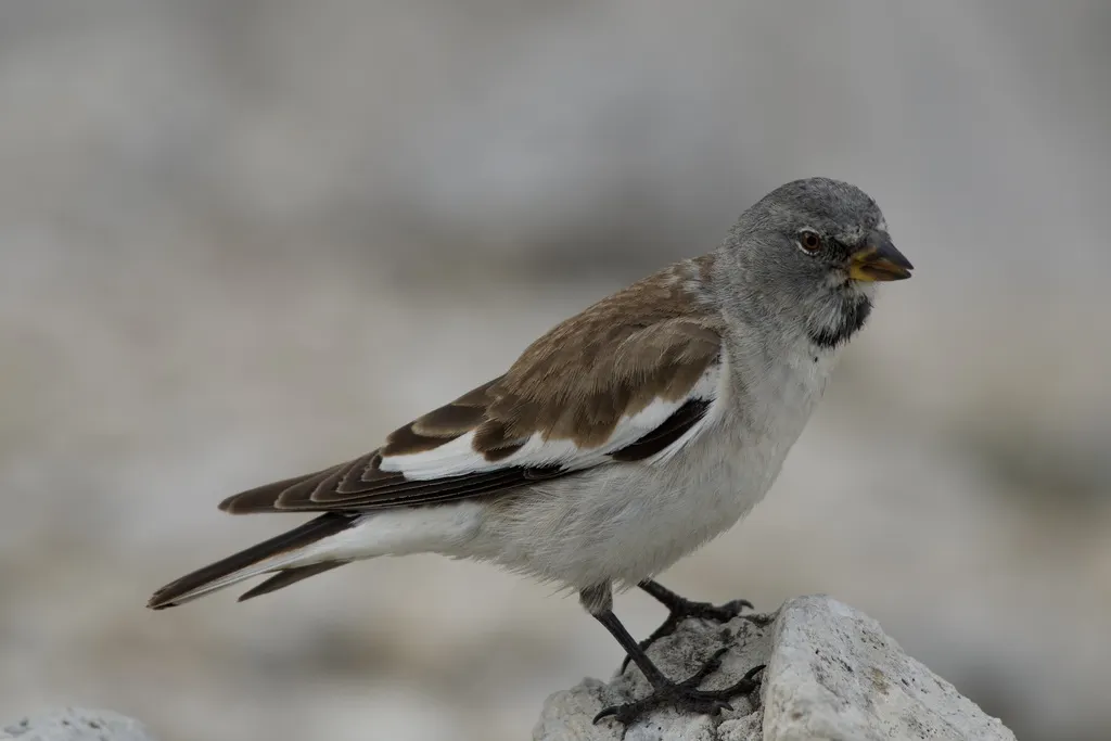 白斑翅雪雀(Montifringilla nivalis)