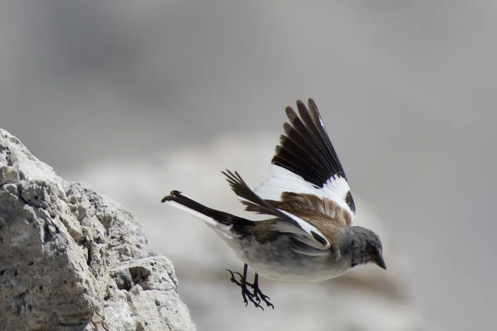 白斑翅雪雀(Montifringilla nivalis)