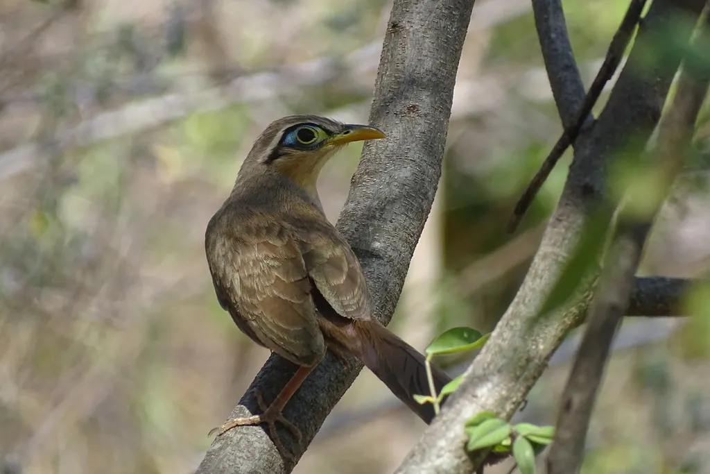 小地鹃(Morococcyx erythropygus)