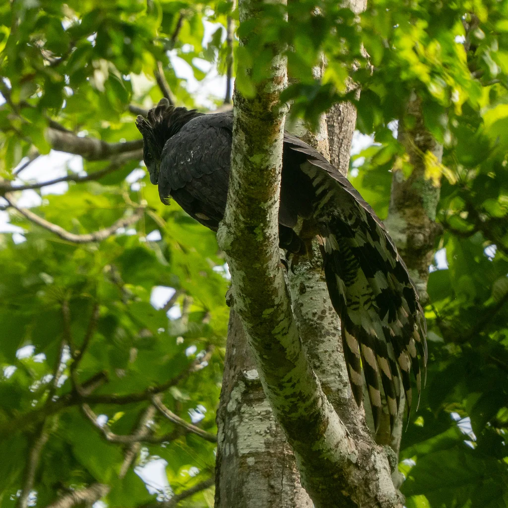 冠雕(Morphnus guianensis)