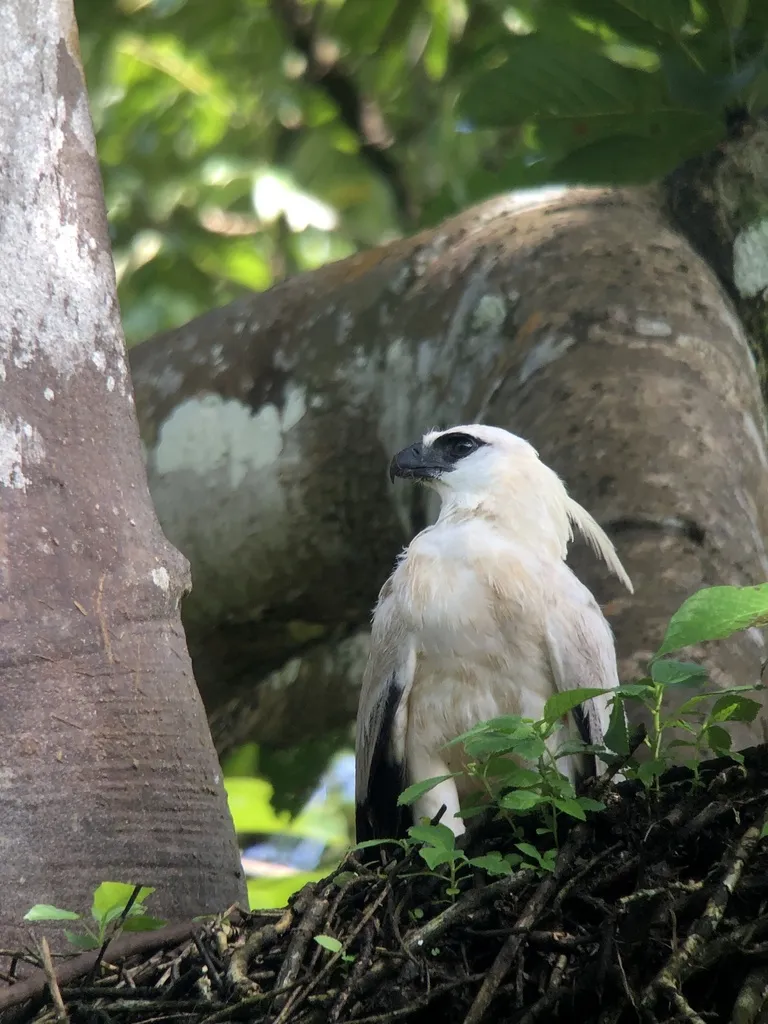 冠雕(Morphnus guianensis)