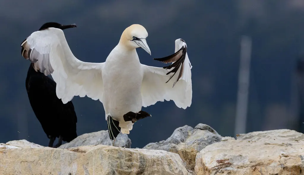 北鲣鸟(Morus bassanus)