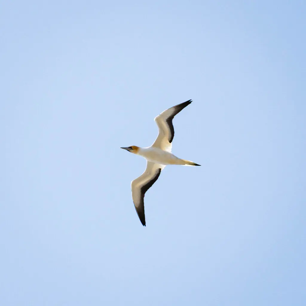 澳洲鲣鸟(Morus serrator)