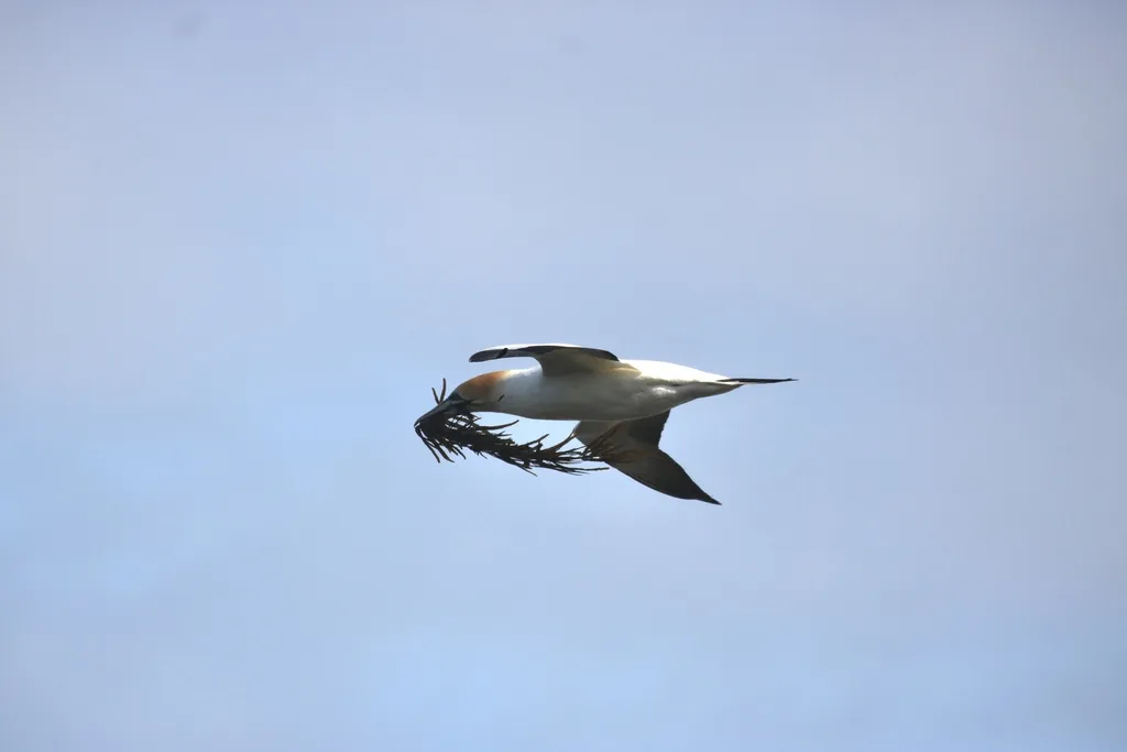澳洲鲣鸟(Morus serrator)