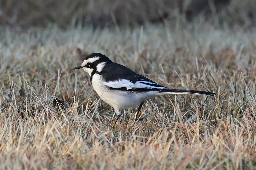 非洲斑鹡鸰(Motacilla aguimp)