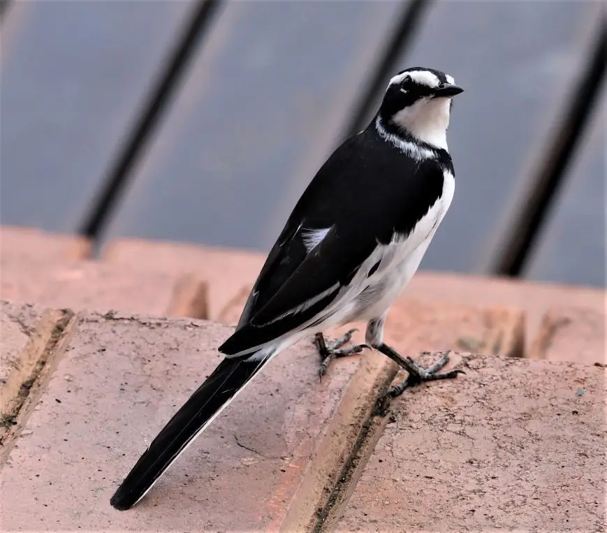 非洲斑鹡鸰(Motacilla aguimp)