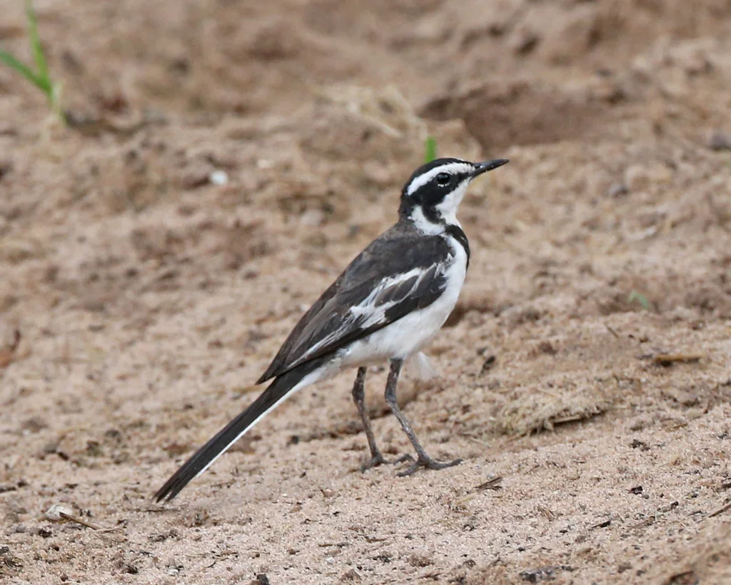 非洲斑鹡鸰(Motacilla aguimp)