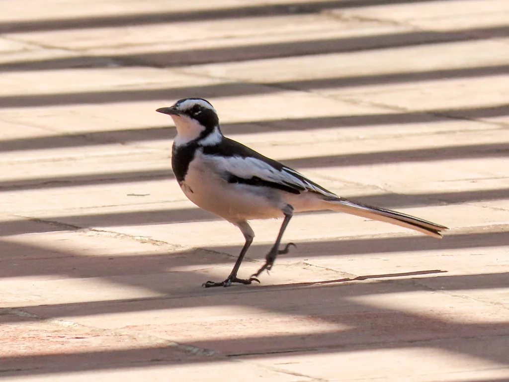 非洲斑鹡鸰(Motacilla aguimp)