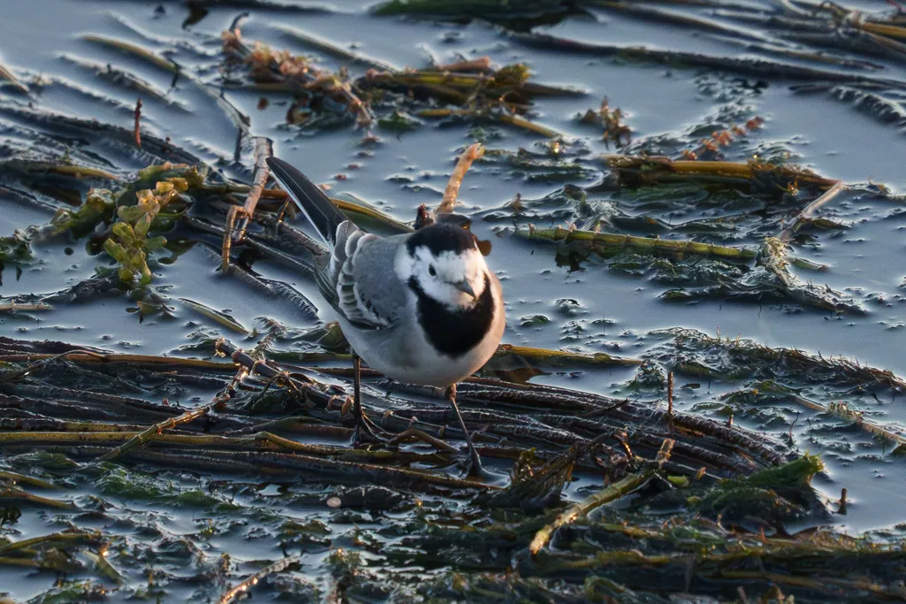白鹡鸰(Motacilla alba)