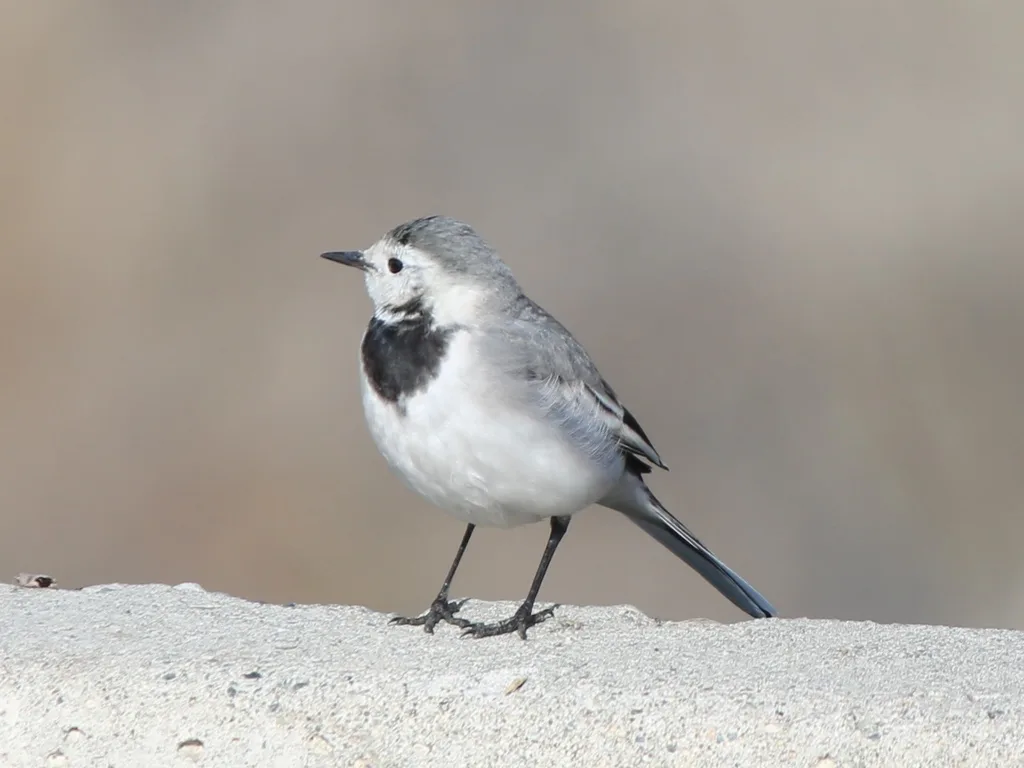 白鹡鸰(Motacilla alba)
