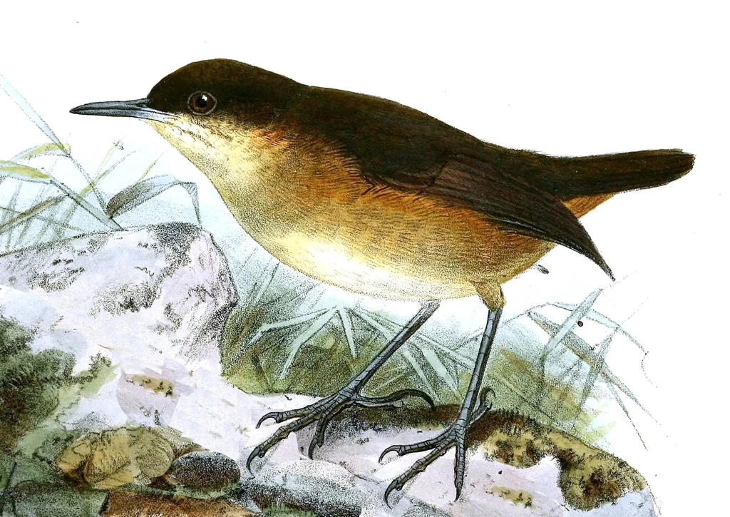 圣多美鹡鸰(Motacilla bocagii)