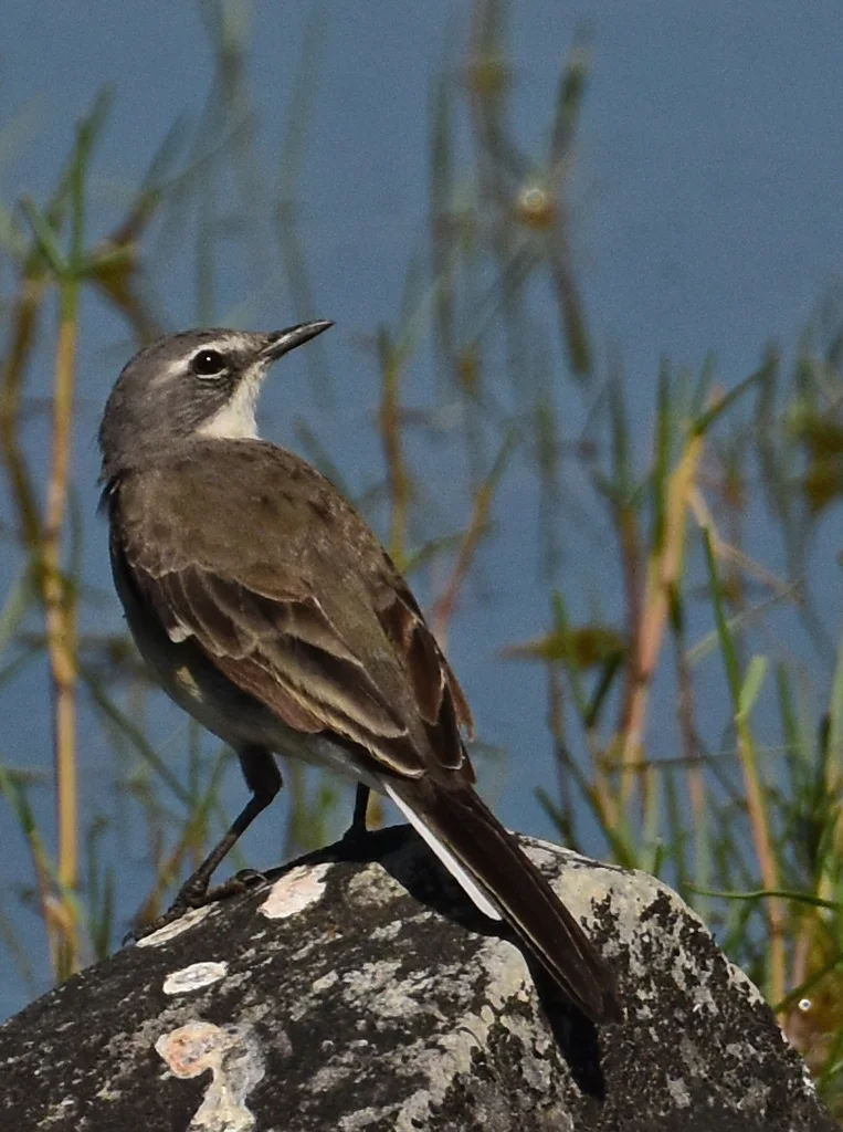 海角鹡鸰(Motacilla capensis)