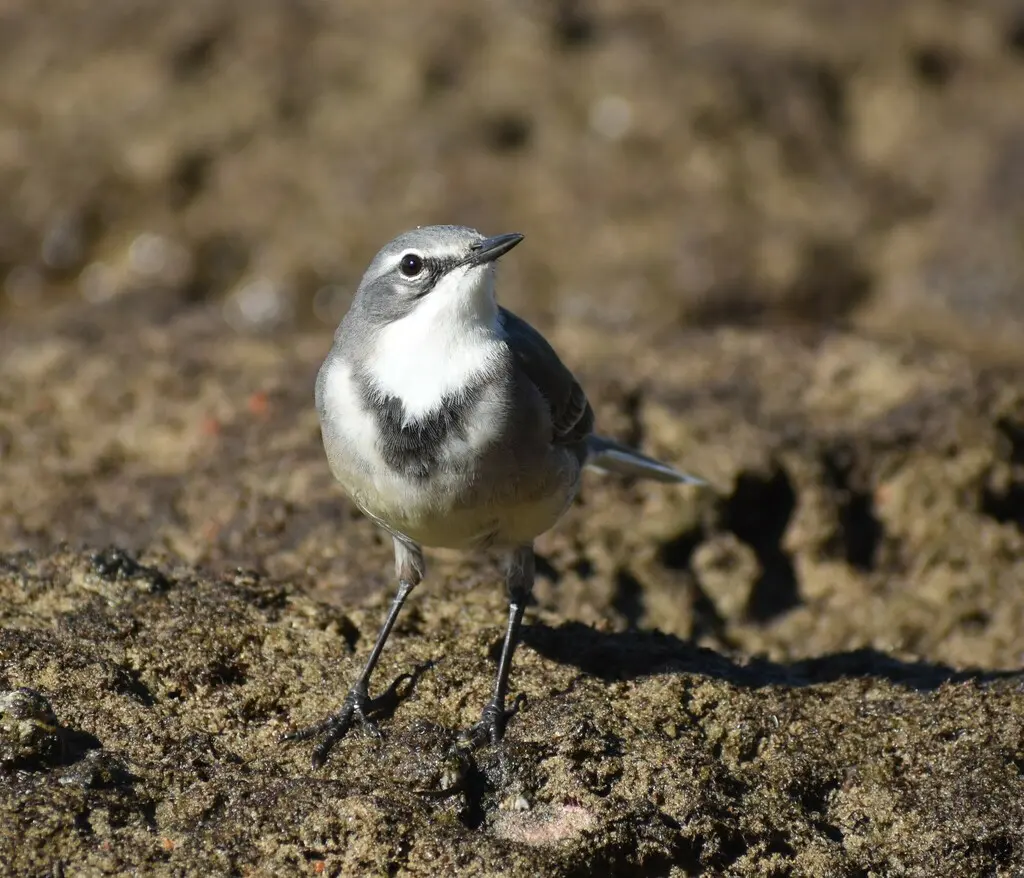 海角鹡鸰(Motacilla capensis)