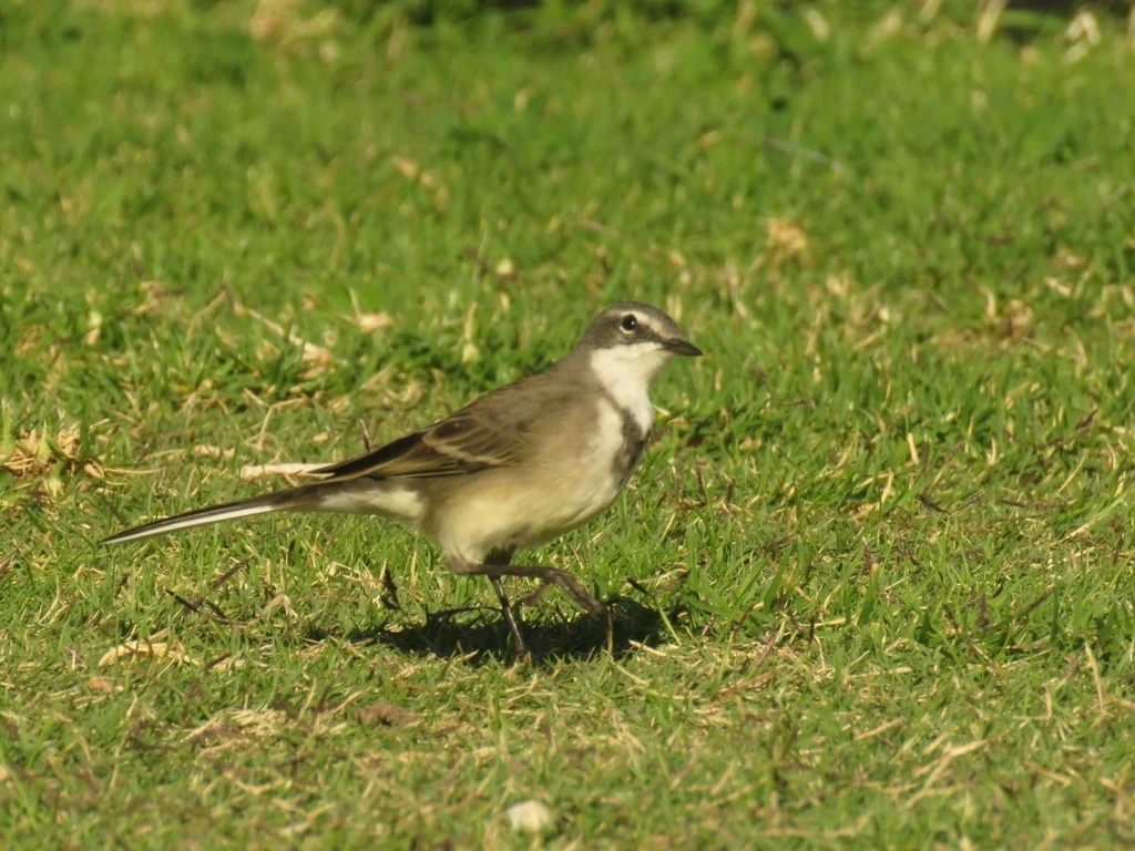海角鹡鸰(Motacilla capensis)