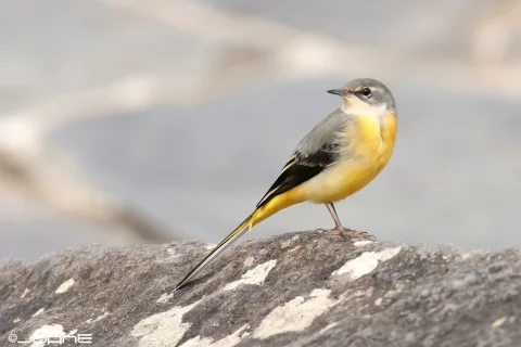灰鹡鸰