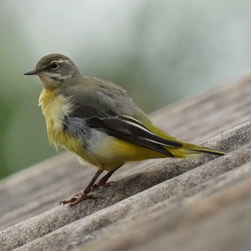 灰鹡鸰(Motacilla cinerea)
