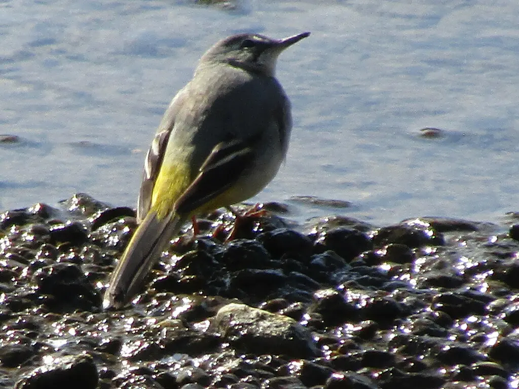 灰鹡鸰(Motacilla cinerea)