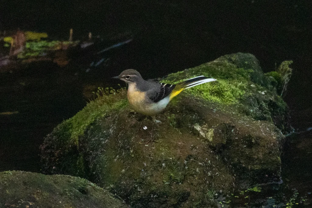 灰鹡鸰(Motacilla cinerea)