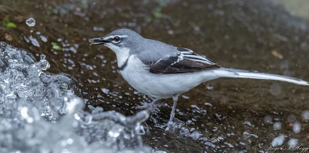 非洲山鹡鸰(Motacilla clara)