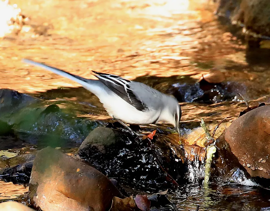 非洲山鹡鸰(Motacilla clara)