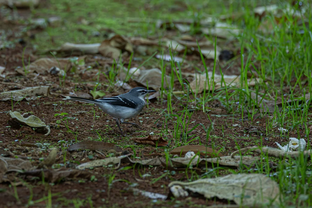 非洲山鹡鸰(Motacilla clara)