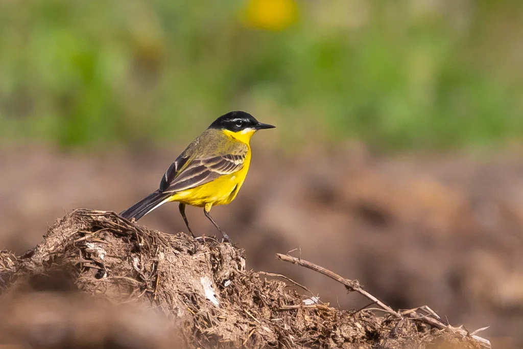 西黄鹡鸰(Motacilla flava)
