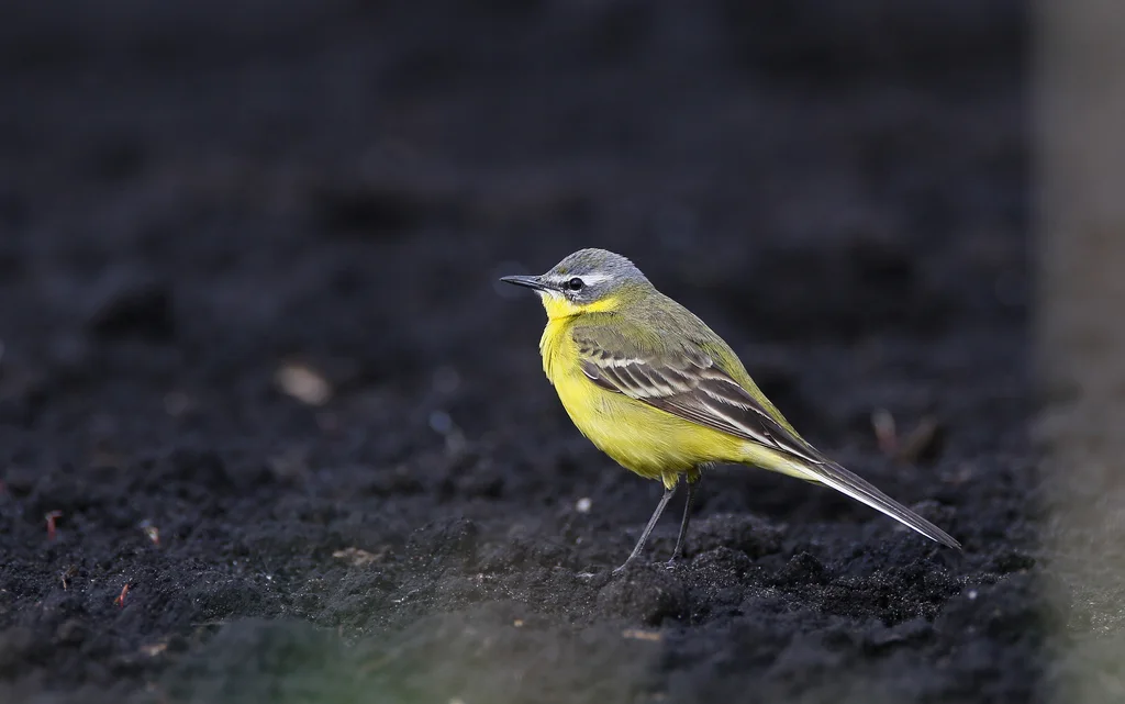 西黄鹡鸰(Motacilla flava)