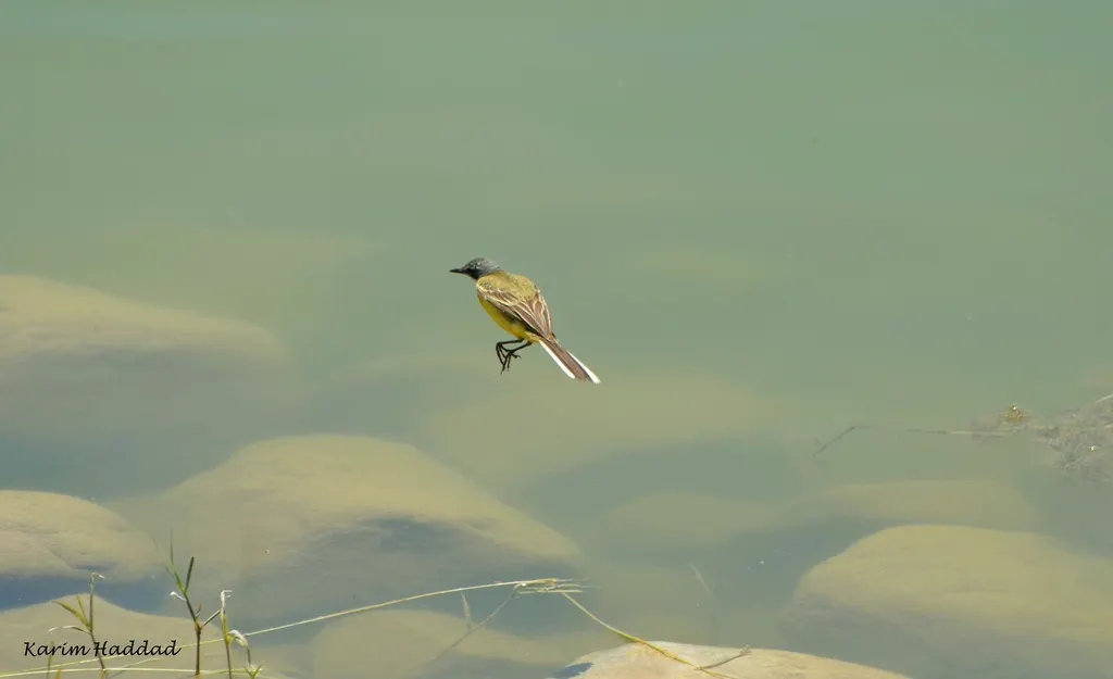 西黄鹡鸰(Motacilla flava)