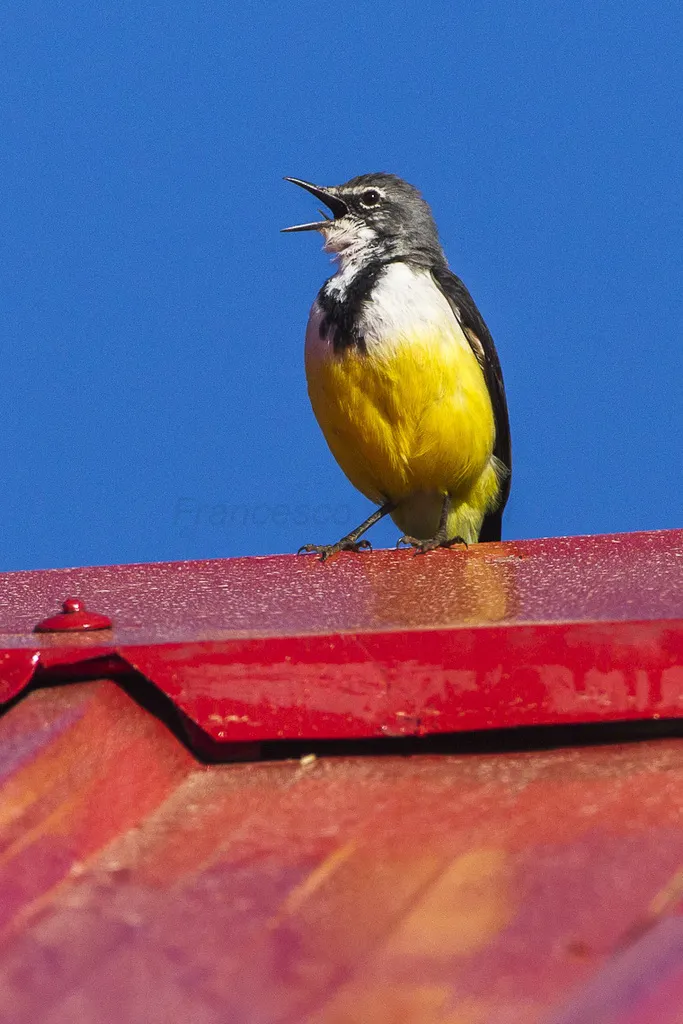 马岛鹡鸰(Motacilla flaviventris)
