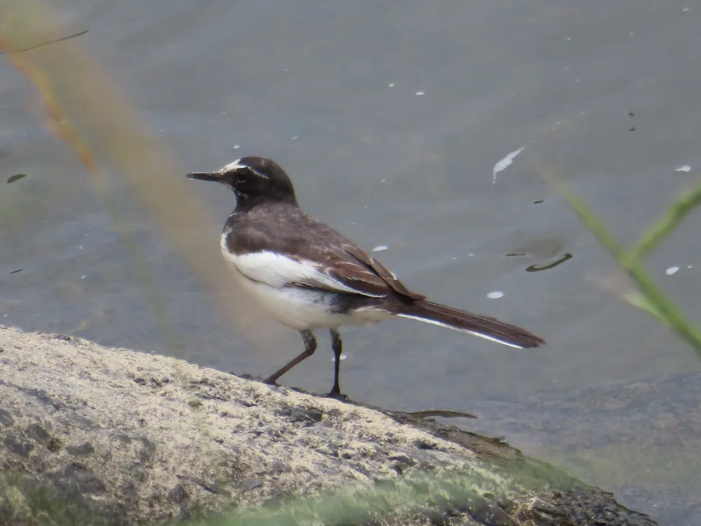 日本鹡鸰(Motacilla grandis)