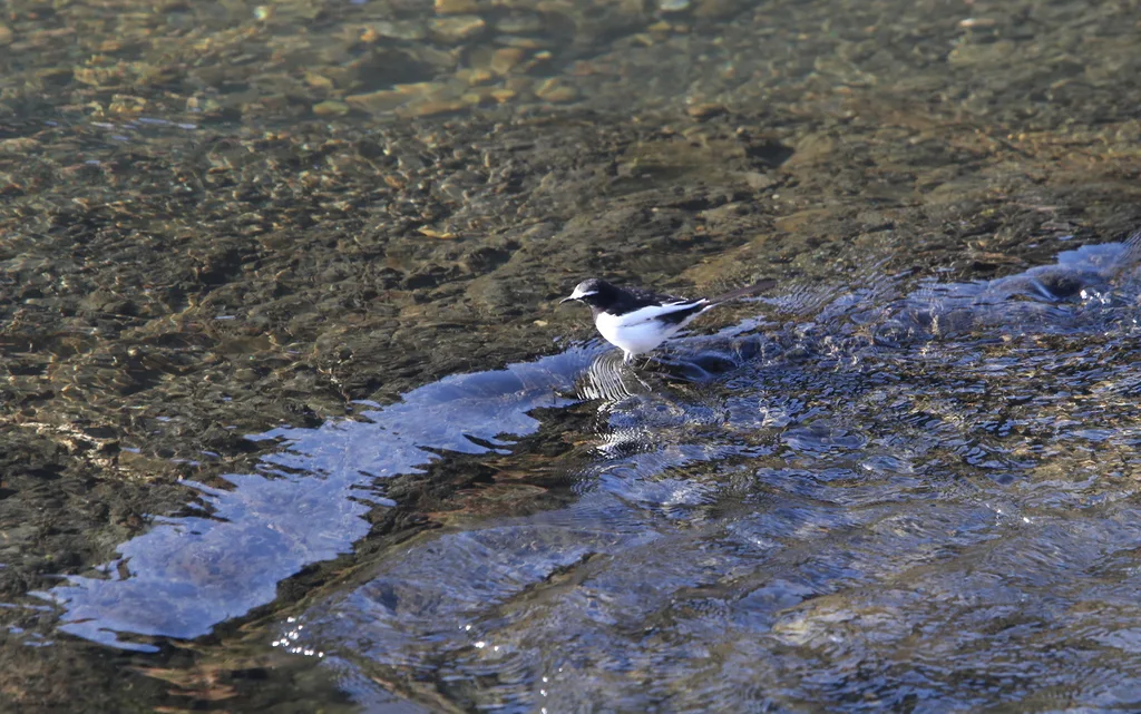 日本鹡鸰(Motacilla grandis)