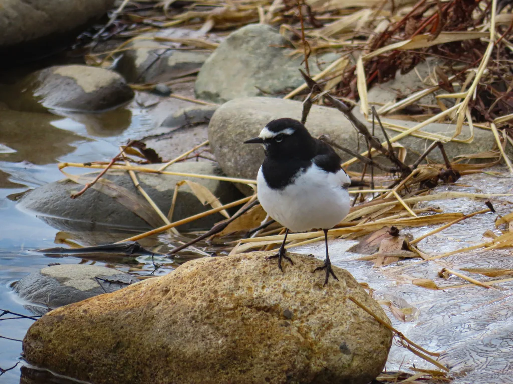 日本鹡鸰(Motacilla grandis)