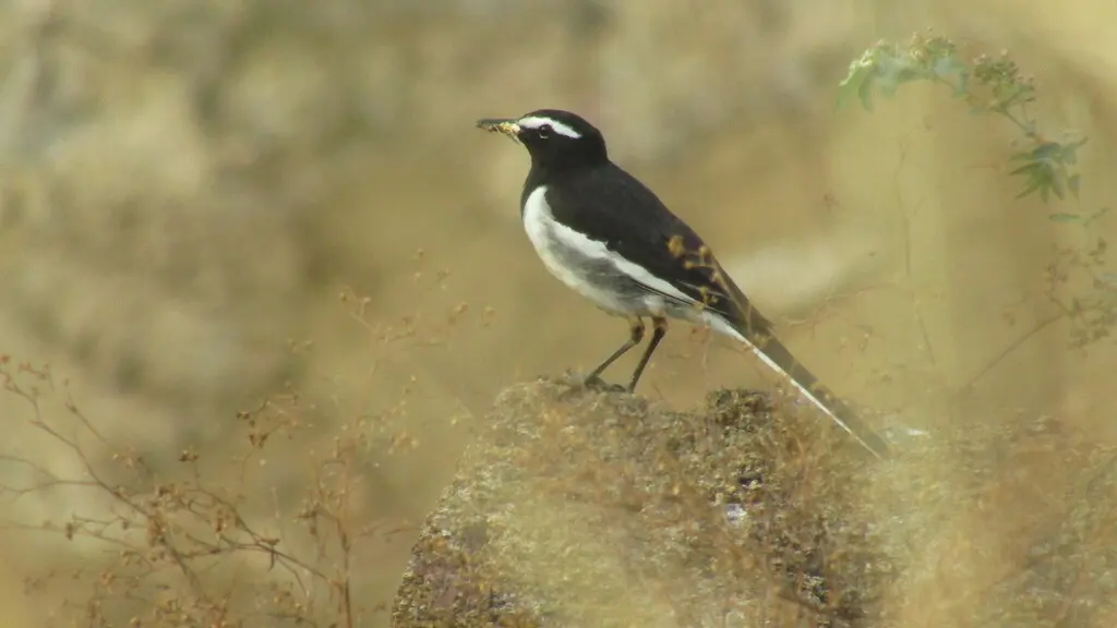 大斑鹡鸰(Motacilla maderaspatensis)