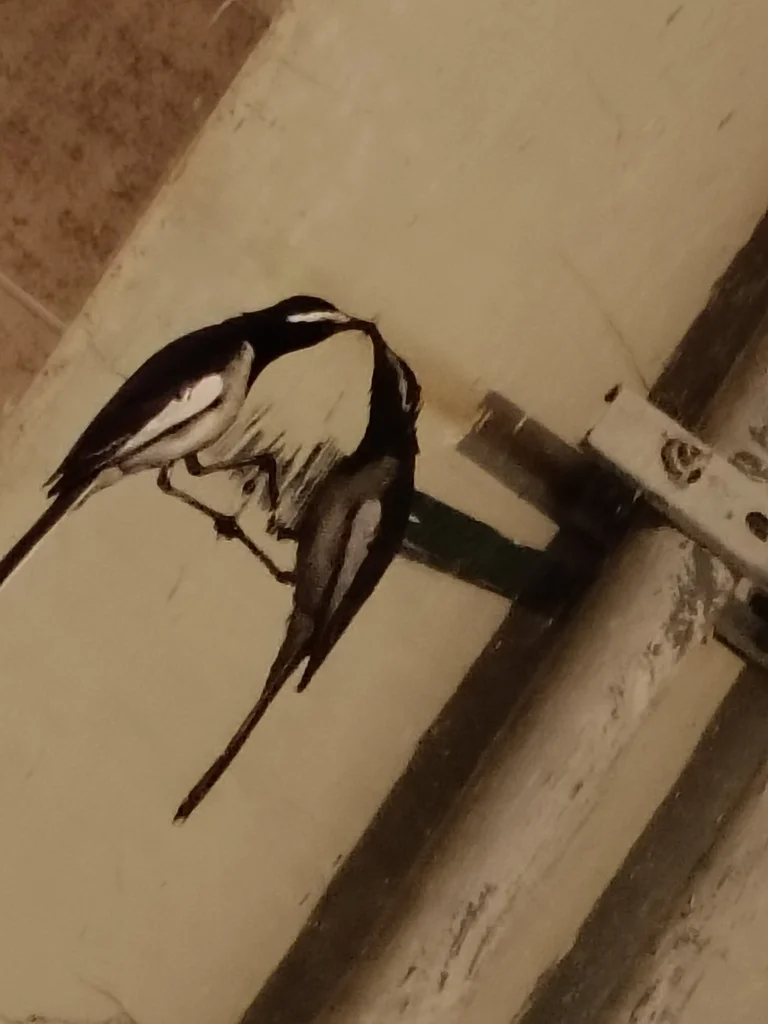 大斑鹡鸰(Motacilla maderaspatensis)