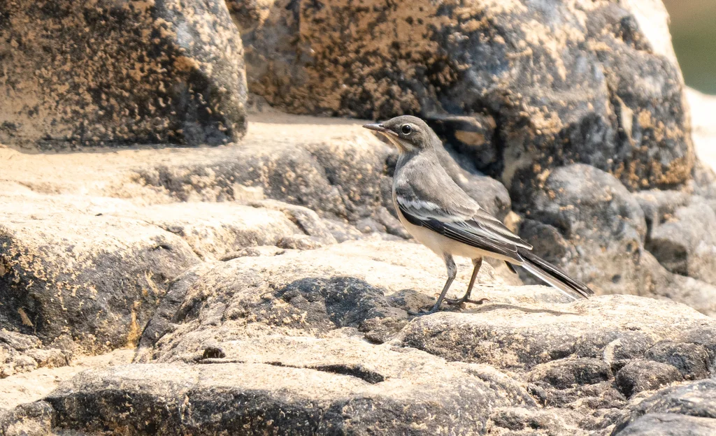 湄公鹡鸰(Motacilla samveasnae)