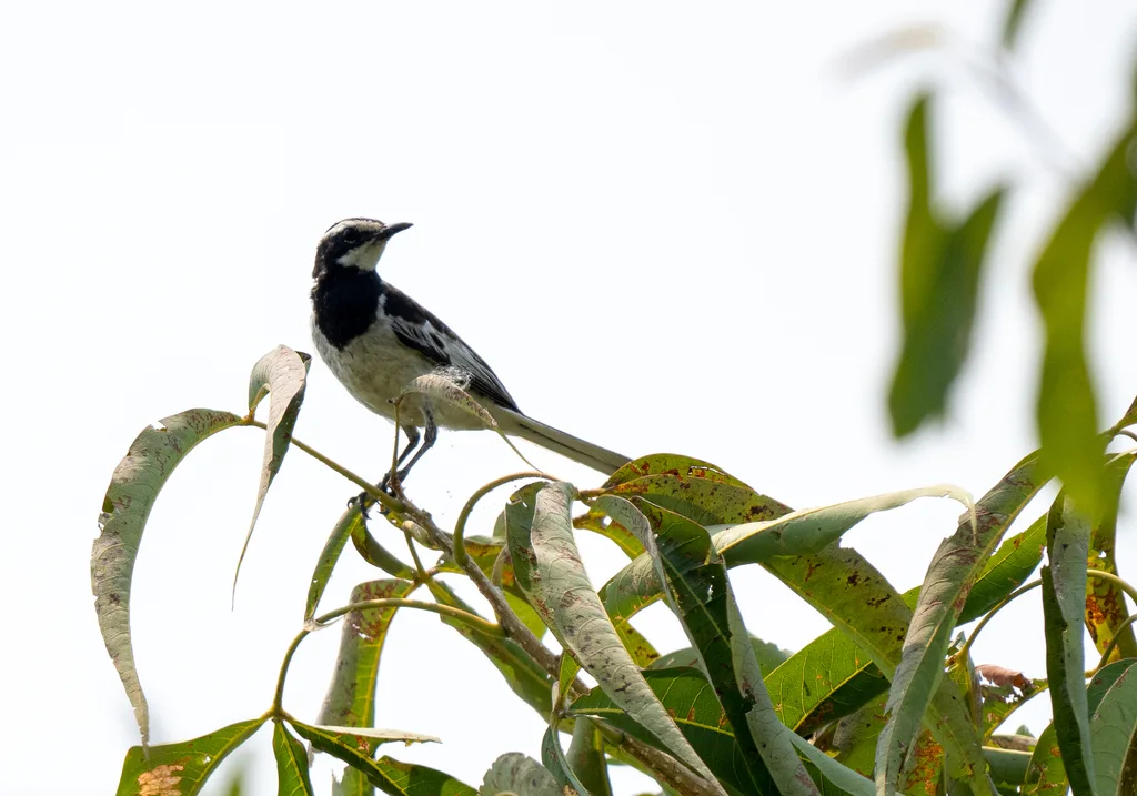 湄公鹡鸰(Motacilla samveasnae)
