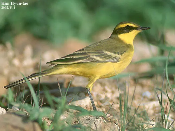 黄鹡鸰(Motacilla tschutschensis)