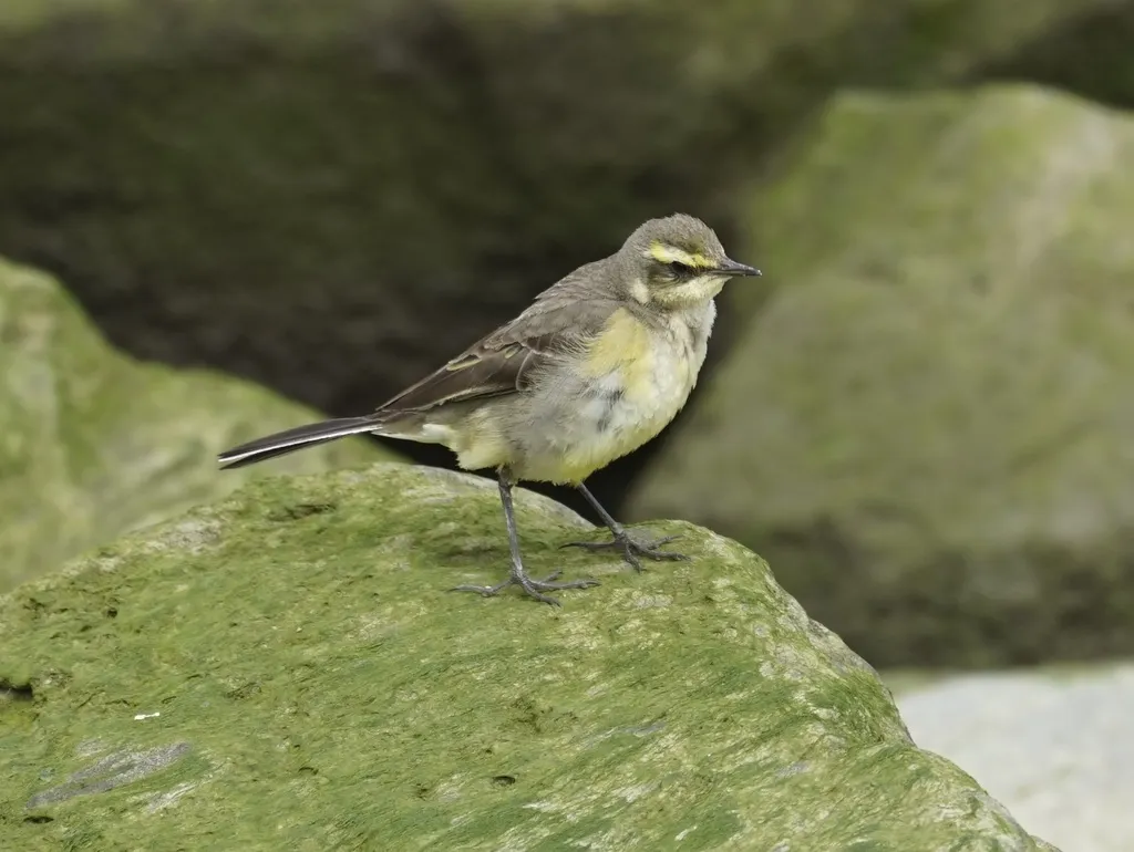 黄鹡鸰(Motacilla tschutschensis)