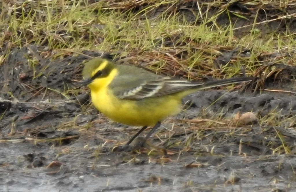 黄鹡鸰(Motacilla tschutschensis)