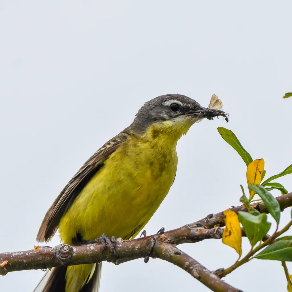 黄鹡鸰(Motacilla tschutschensis)