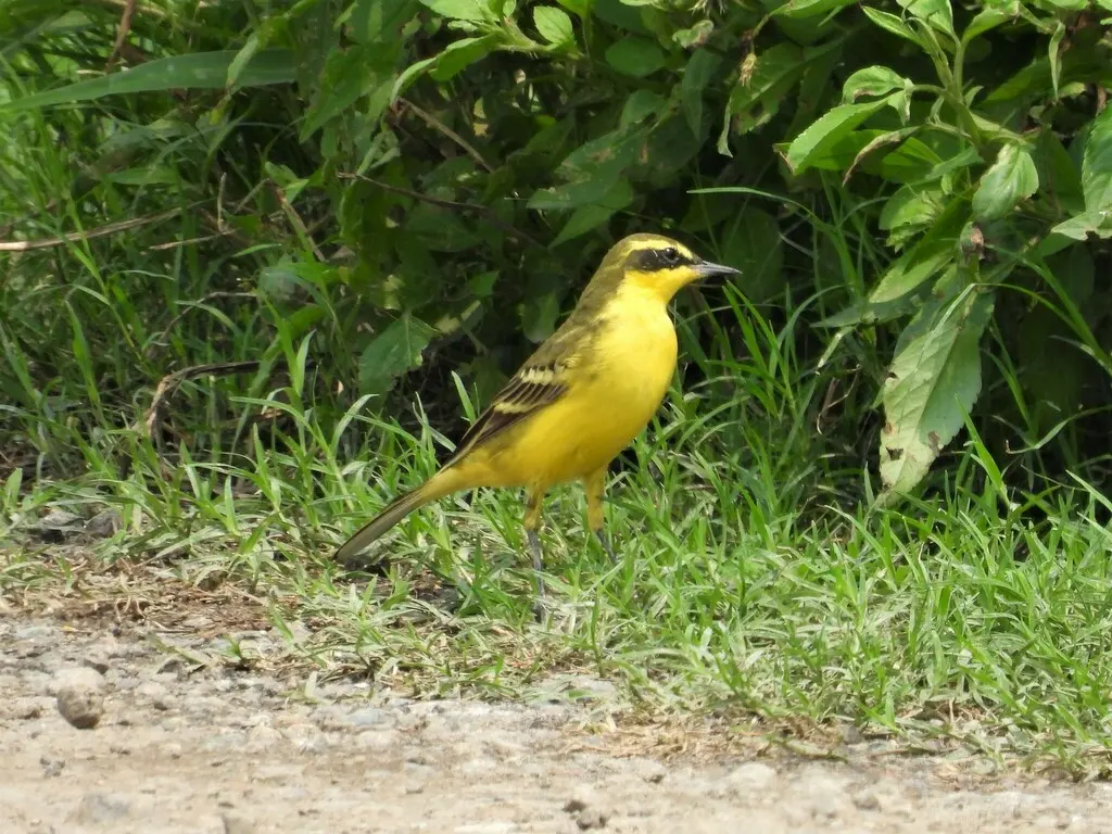 黄鹡鸰(Motacilla tschutschensis)
