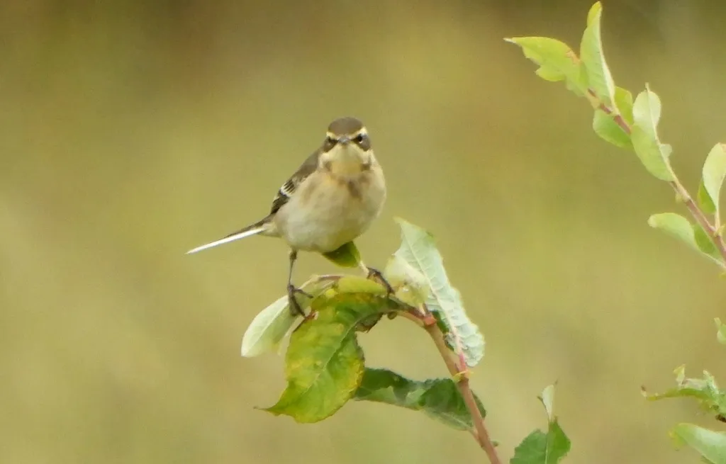 黄鹡鸰(Motacilla tschutschensis)