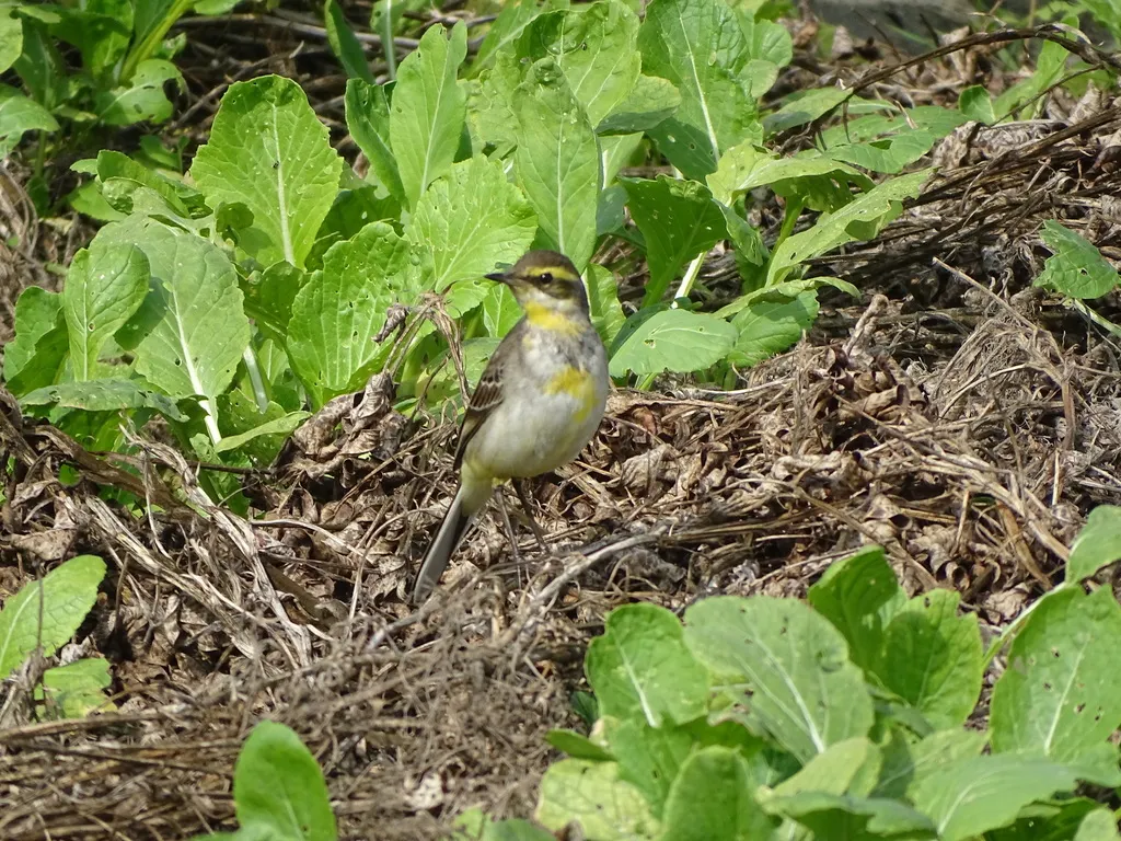 黄鹡鸰(Motacilla tschutschensis)