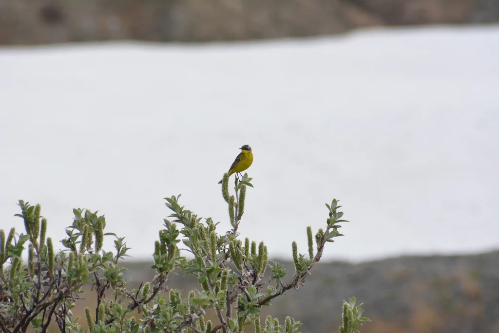 黄鹡鸰(Motacilla tschutschensis)