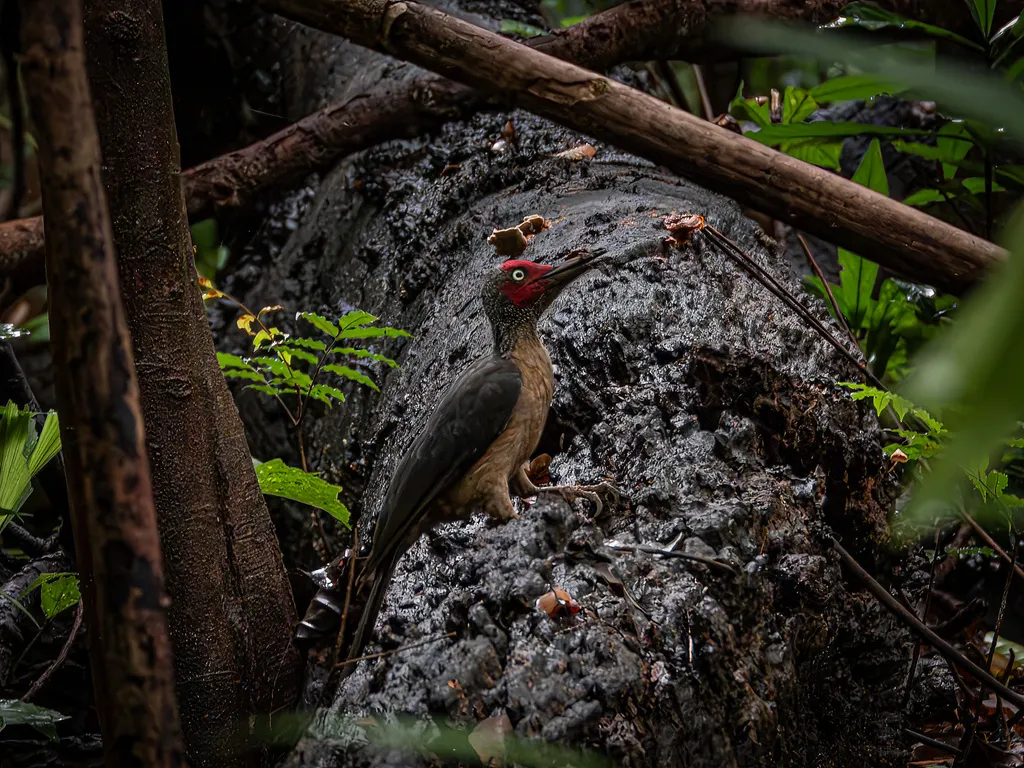 暗黄啄木鸟(Mulleripicus fulvus)