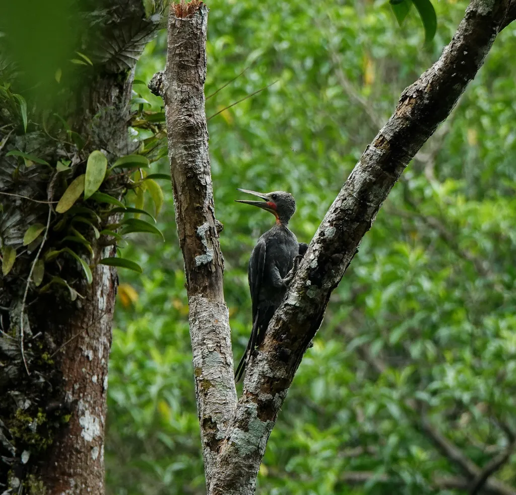大灰啄木鸟(Mulleripicus pulverulentus)