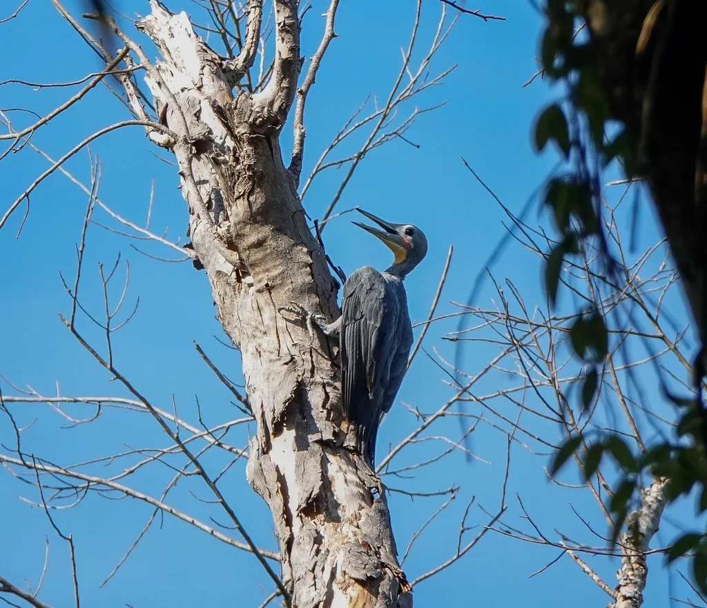 大灰啄木鸟(Mulleripicus pulverulentus)