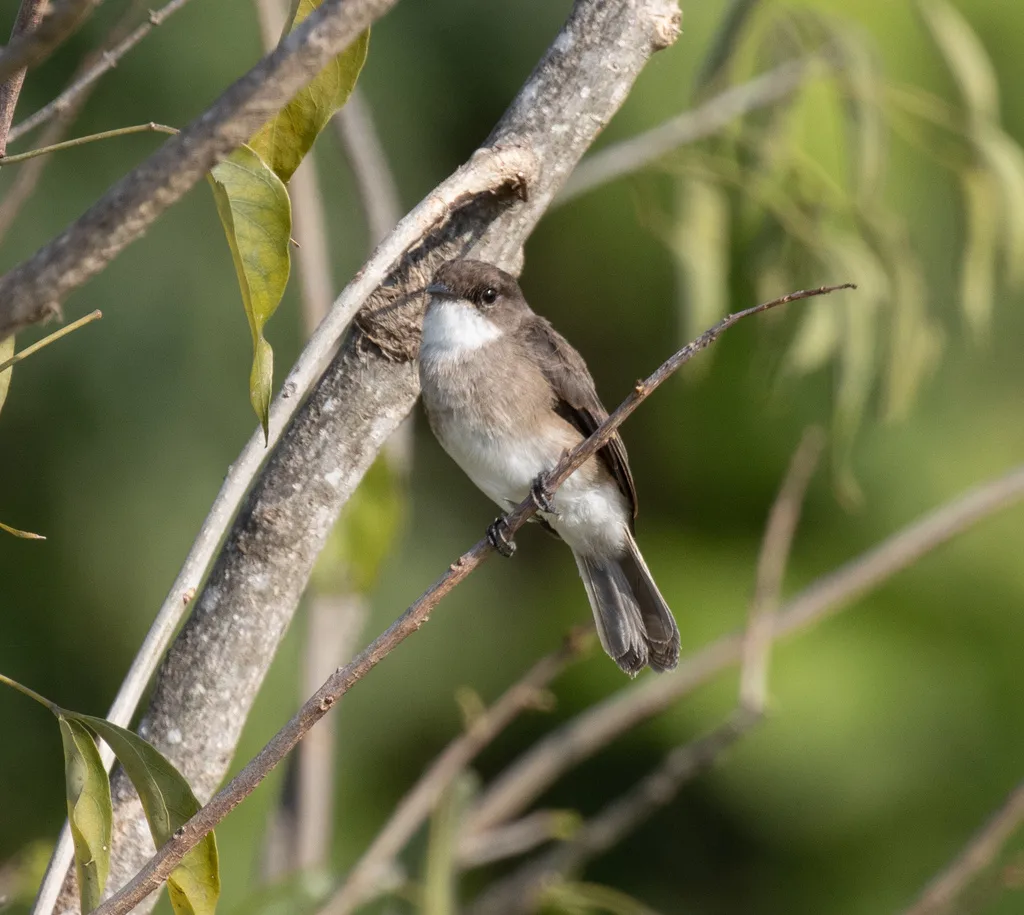 泽鹟(Muscicapa aquatica)