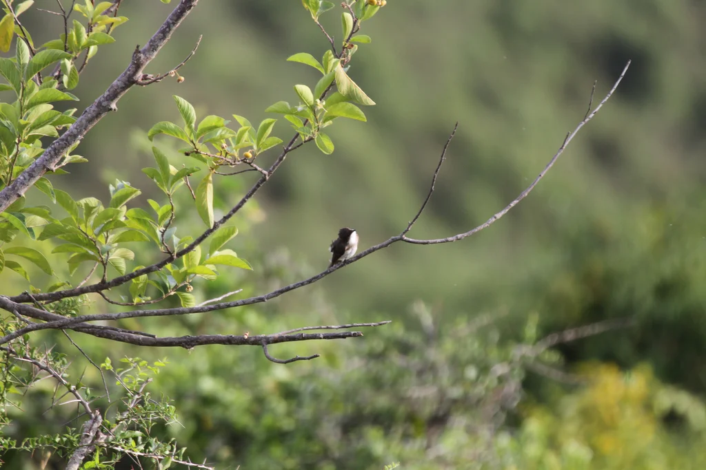 泽鹟(Muscicapa aquatica)