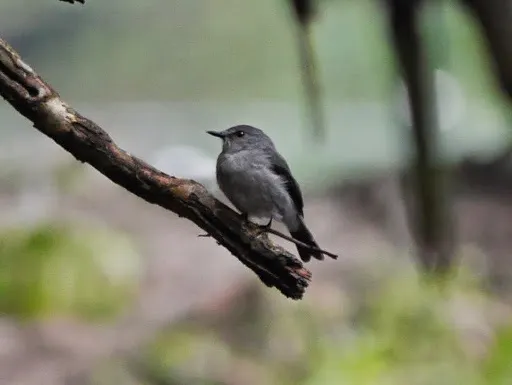 卡氏灰鹟(Muscicapa cassini)